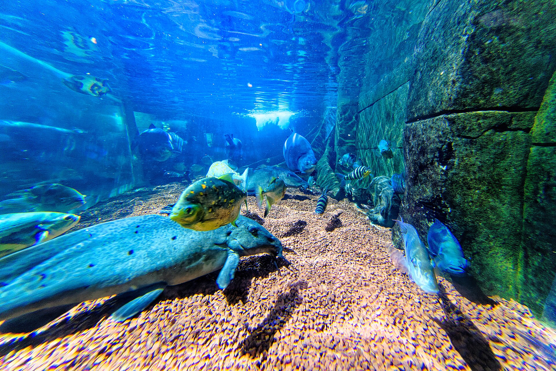 Dingle Oceanworld Aquarium, Dingle
