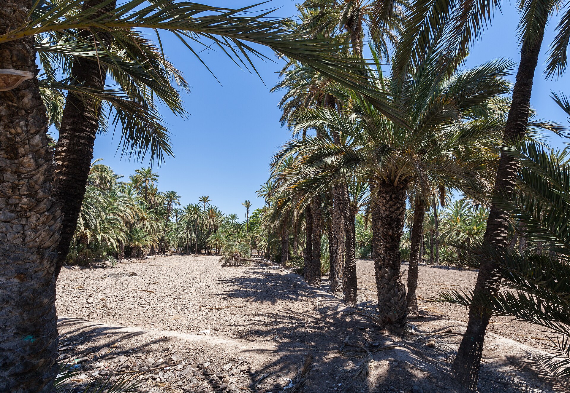 El Palmeral, Elche