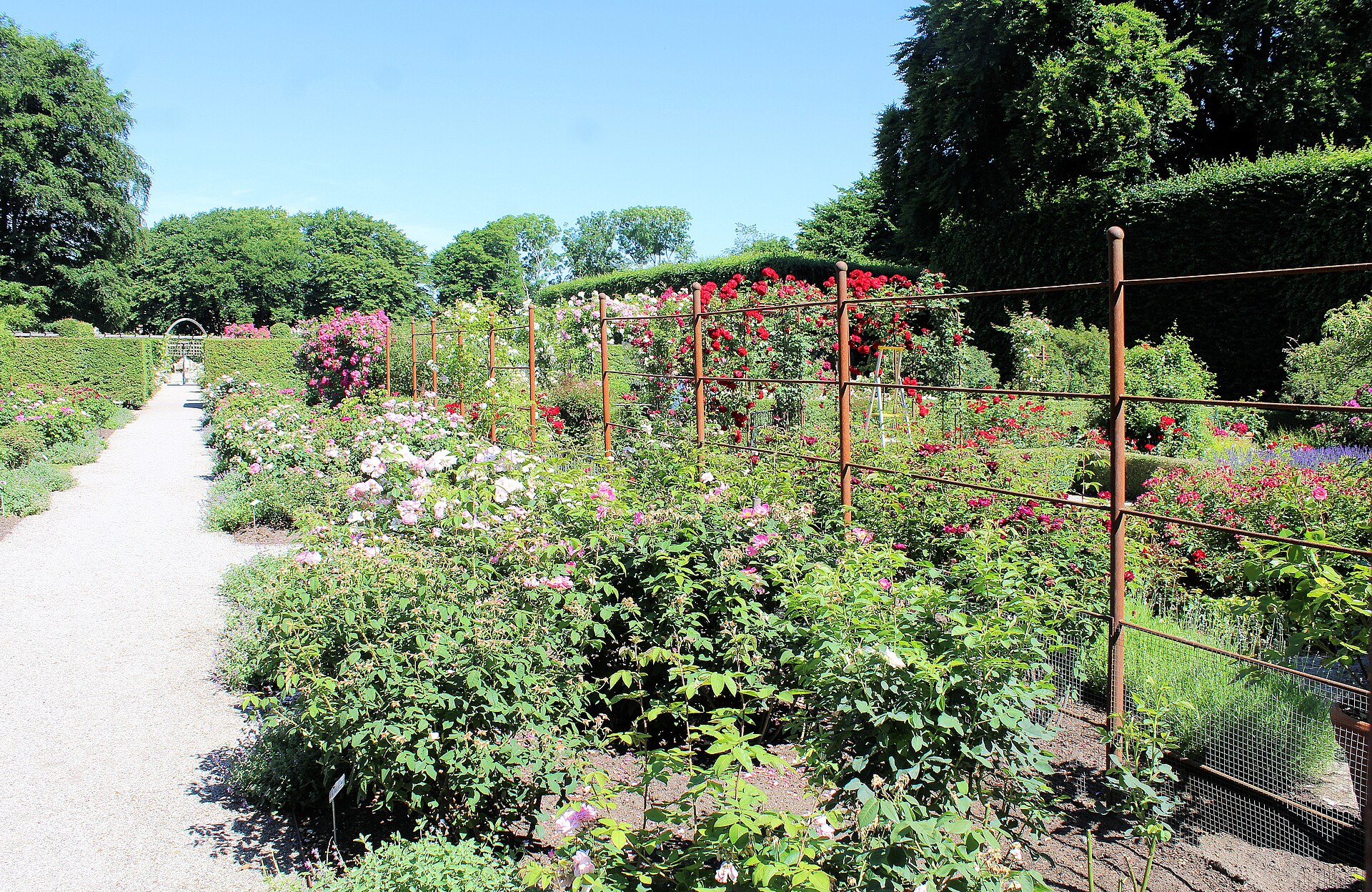Rose garden, Helsingborg