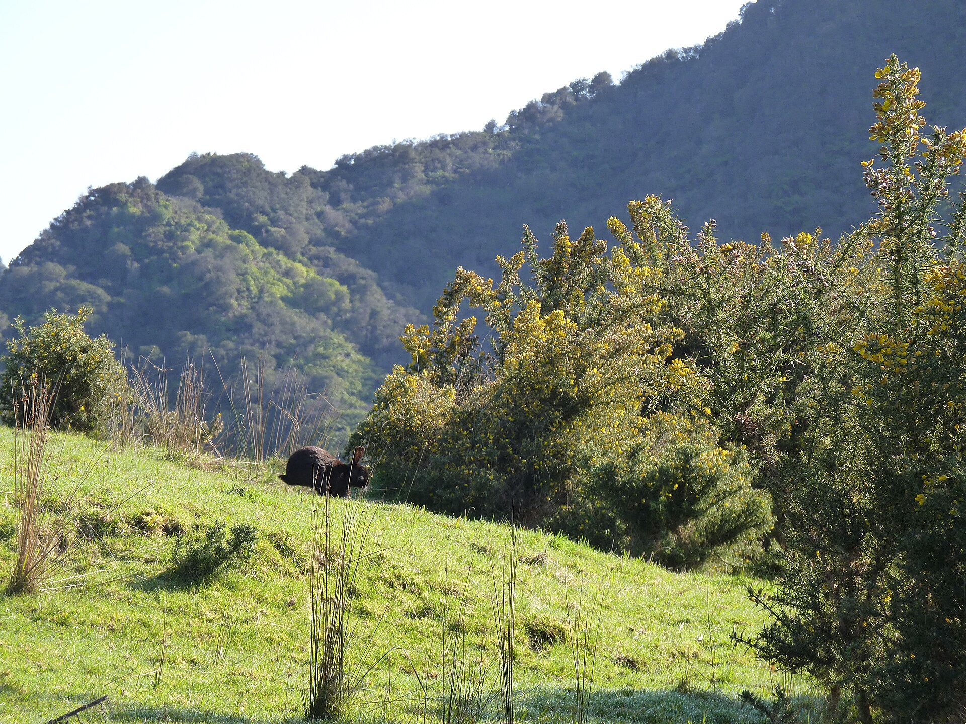 Whanganui